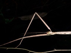 Phobaeticus serratipes