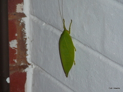 Zabalius ophthalmicus