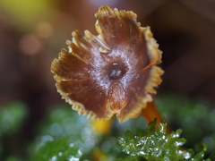 Hygrocybe fuscoaurantiaca