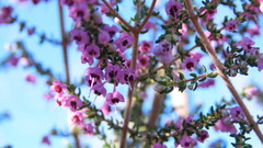 Erica chamissonis polyantha