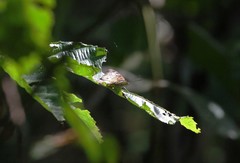 Euthalia monina monina