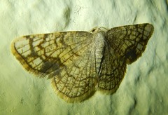 Stegania dilectaria