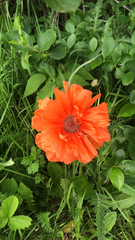 Papaver × pseudo-orientale