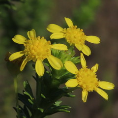Euryops algoensis