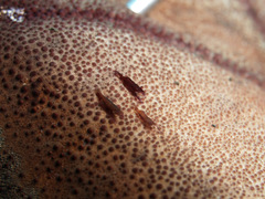 Zenopontonia soror