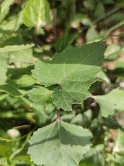 Xanthium echinatum