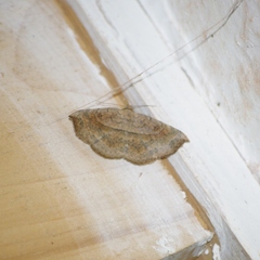 Pleuronodes apicalis