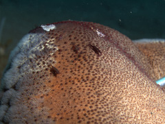 Zenopontonia soror