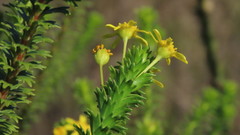 Euryops algoensis