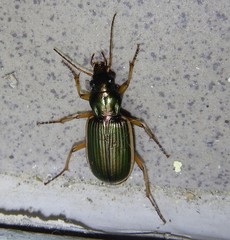 Chlaenius spoliatus