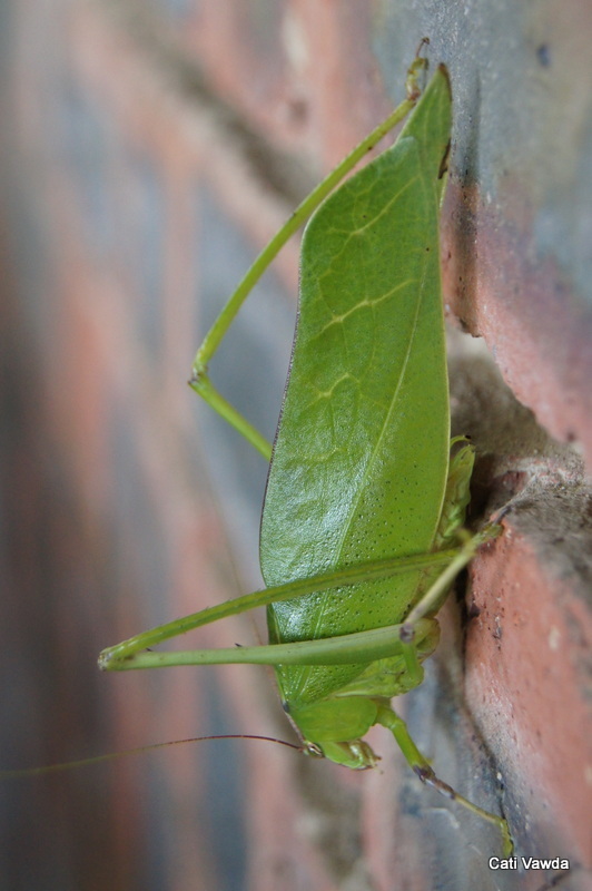 Holochlorini