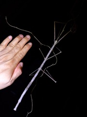 Phobaeticus serratipes