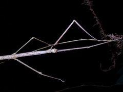 Phobaeticus serratipes