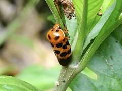Cosmoscarta dorsimacula
