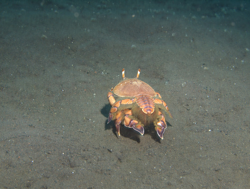 Photo of Frog Crab (Ranina ranina)