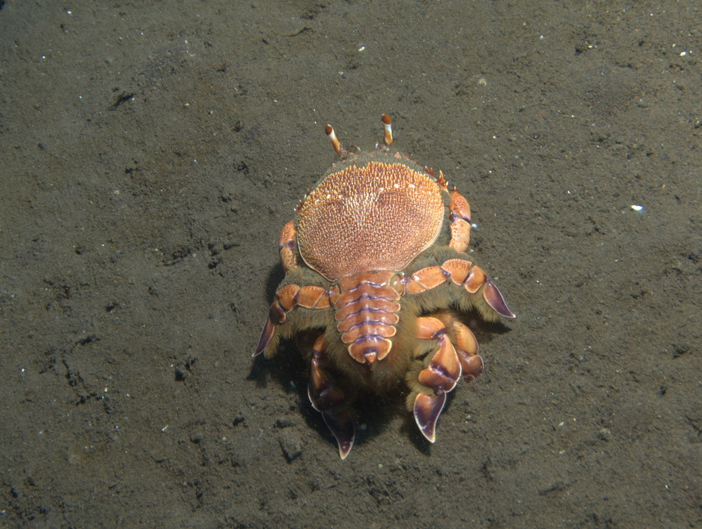 Photo of Frog Crab (Ranina ranina)