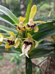 Vanda cristata