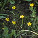 Ranunculus multifidus - Photo 由 Brendan Cole 所上傳的 (c) Brendan Cole，保留部份權利CC BY-NC-ND