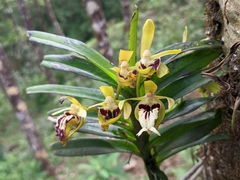 Vanda cristata
