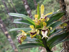 Vanda cristata