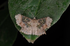 Krananda semihyalina