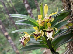 Vanda cristata