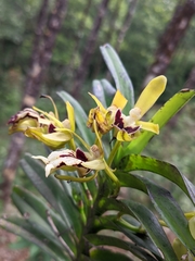Vanda cristata