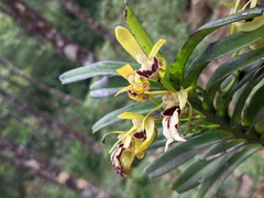 Vanda cristata