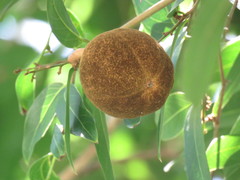 Hydnocarpus castaneus