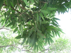 Hydnocarpus castaneus