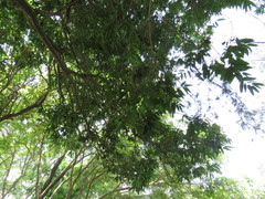 Hydnocarpus castaneus