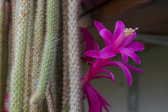 Aporocactus flagelliformis