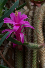 Aporocactus flagelliformis