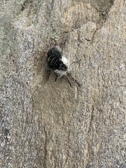 Lycia alpina