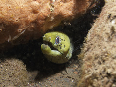 Darkspotted Moray photo 3