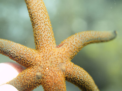 Zenopontonia soror