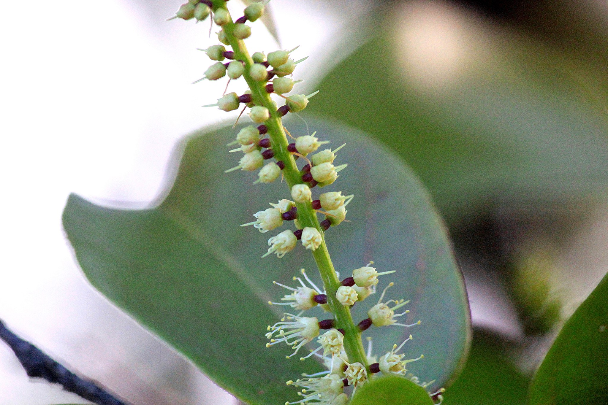 Terminalia chebula