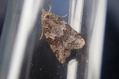 Cnephasia incertana