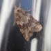 Light Grey Tortrix - Photo (c) Paul Bowyer, some rights reserved (CC BY-NC), uploaded by Paul Bowyer