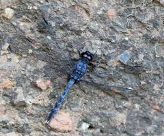 Bradinopyga konkanensis