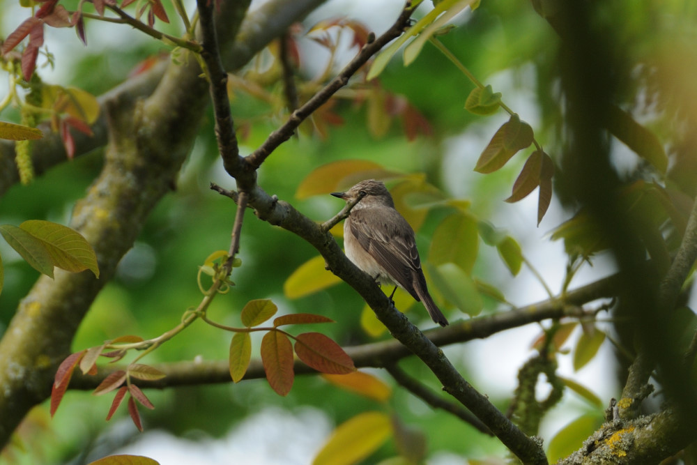 Spotted Flycatcher