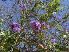 Jacaranda mimosifolia