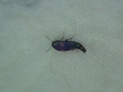 Sepedophilus bipustulatus