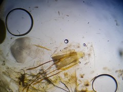 Cnephasia incertana
