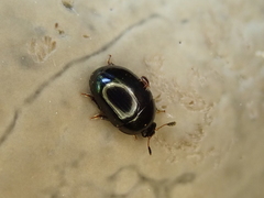 Cyllodes ater