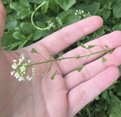 Capsella bursa-pastoris