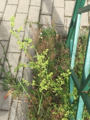 Galium mollugo