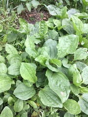 Plantago major