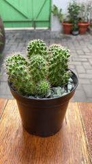 Mammillaria compressa