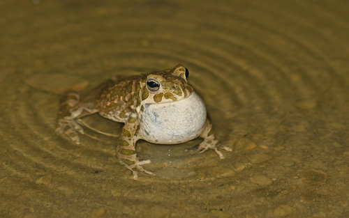 Green Toad